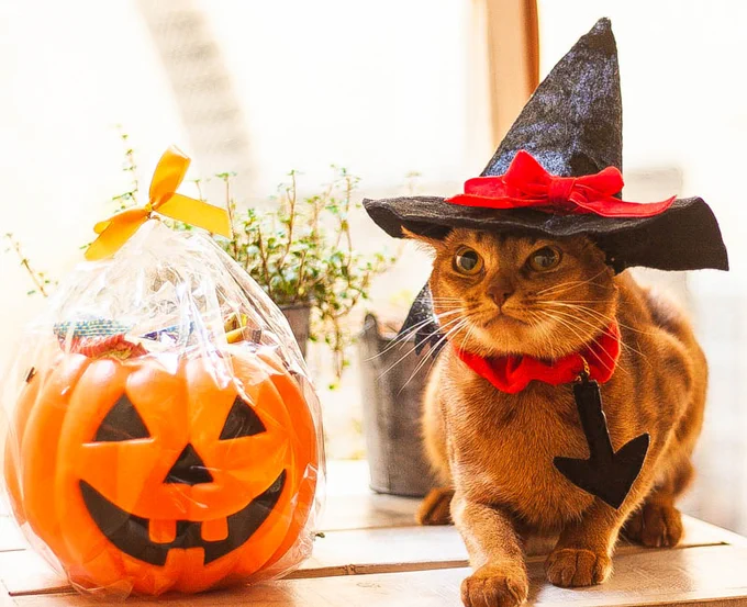 宇宙の悪魔に真理を知らされた者は「ハロウィン」としか言わなくなるって誰かが言ってた。 
