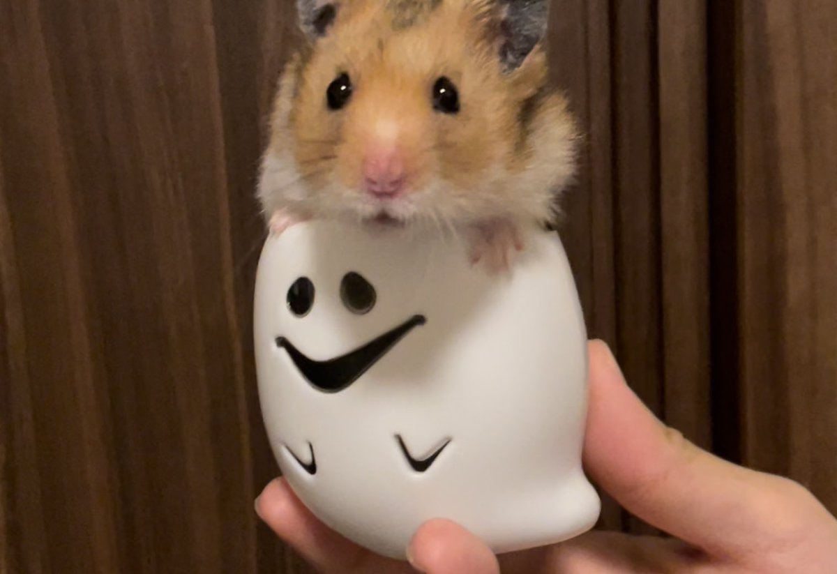 mochimalu_co_jp's tweet photo. ハッピーハロウィン🎃🐹✨
🎃👻🎃🎃🎃🎃🎃🐹🎃🎃🎃🍬🎃
↑
ぼくが隠れてるぜっ♪へへん♪

きょうはとりっくおあとりーとの日だね✨みんなが幸せな冬を迎えられますように〜⭐️
良かったらまだ見てない人はぼくの動画も見てね♪
↓
https://t.co/oJeGQFbbwy

#もちまる　#ハロウィン　#お菓子 https://t.co/paLrfN22dG