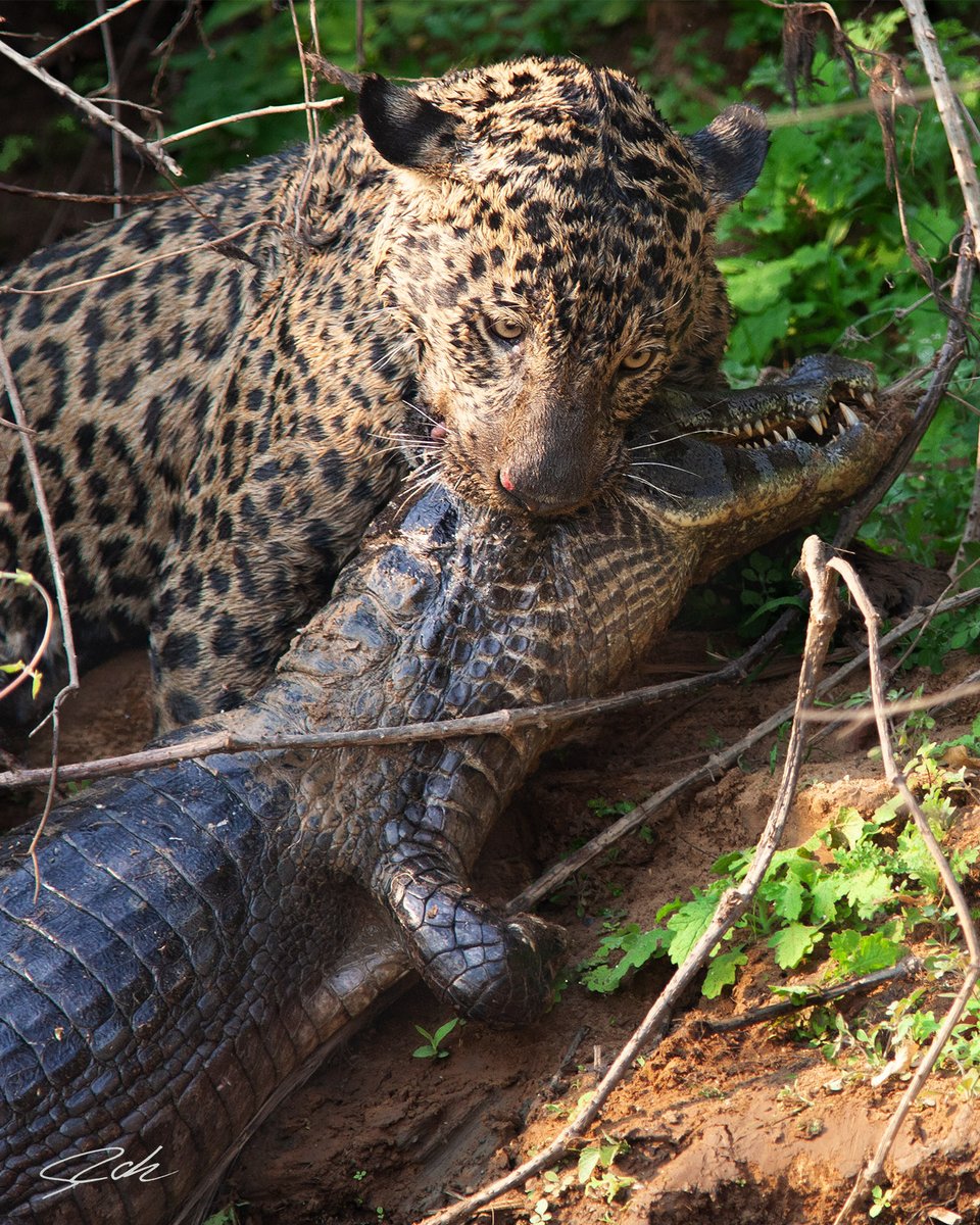 Good morning photographers!!!
Female jaguar killing a big caimán.🇧🇷
#jaguar #nft #NFTs #NFTCommunity #wildlife #safari #pantanal #nature #NFTGiveaway #photography #jungle #nftcollectors