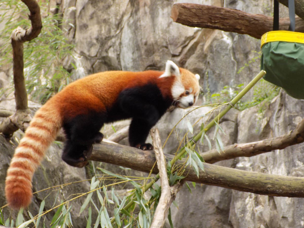 Red Panda tweet media