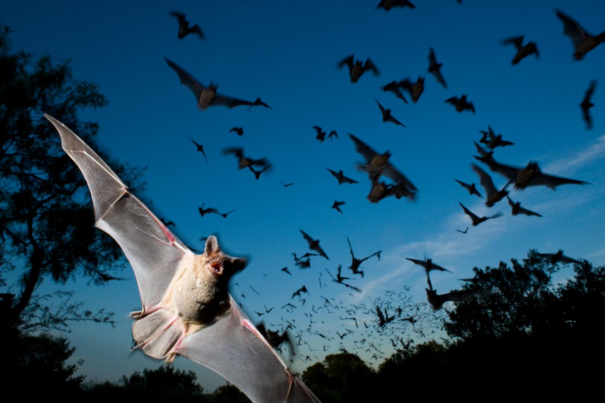 Try to keep up with these Mexican free-tailed bats fleeing Eckert James River Bat Cave Preserve! 🦇 #NatGeoExplorer @JoelSartore captured this image of these small but mighty mammals in Mason, Texas.