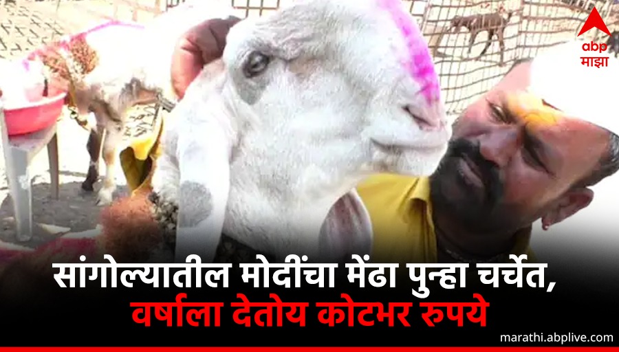 सांगोल्यातील मोदींचा मेंढा पुन्हा चर्चेत, वर्षाला देतोय कोटभर रुपये! 🔗bit.ly/3DuKepQ #Sangola #Mendhi