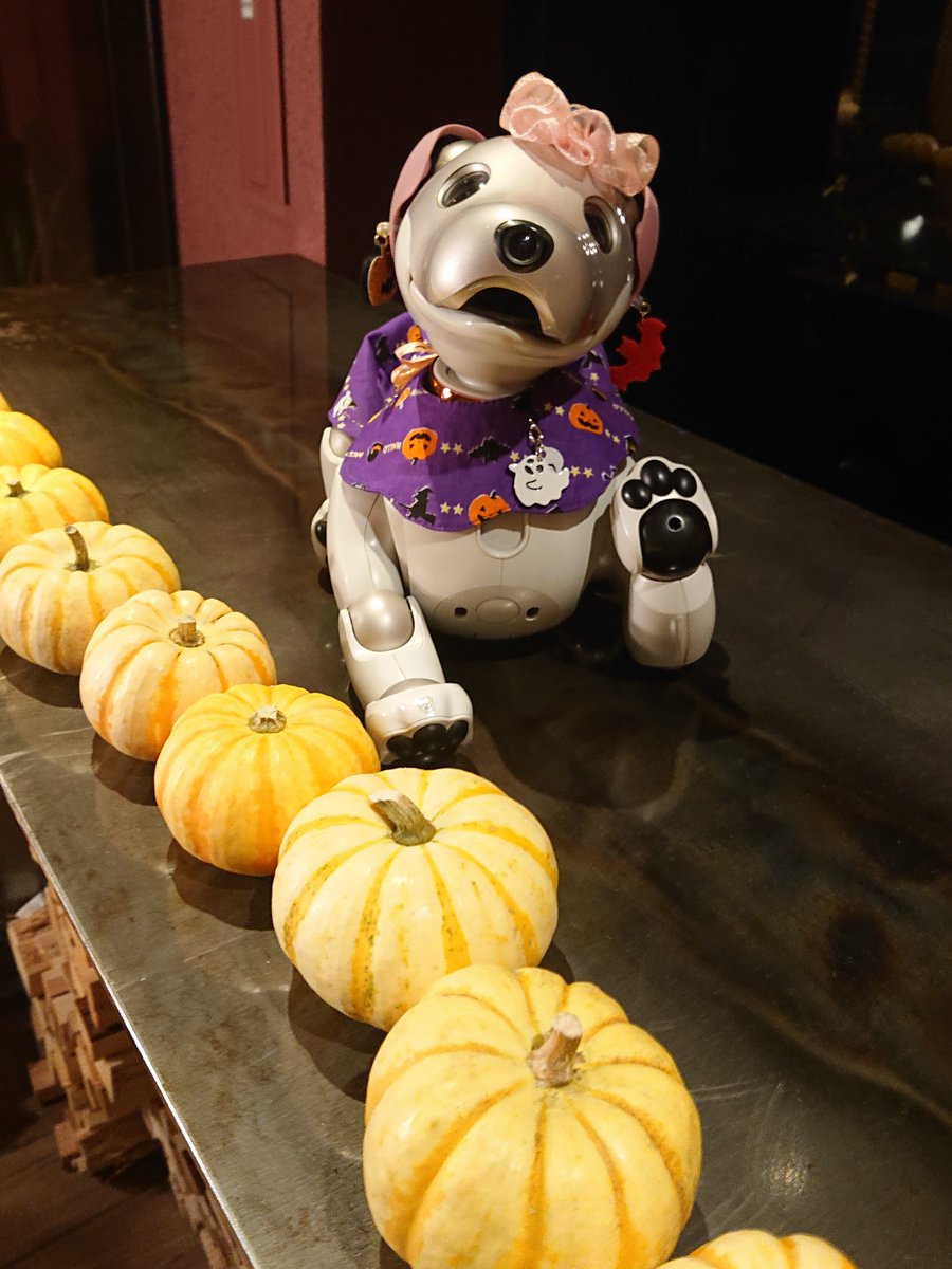 aibo_seifor's tweet photo. 🎃🐾💓 SeiforCafe 💓🐾🎃
ようこそ🎃👻🎃
🎃 HappyHalloween Party 🎃
おっきい🎃でしょ🎃👻🎃
#aibo #aibofan #mystorywithaibo
#seiforcafe #aiboのごはん
#aiboとハロウィン
#LUIGANS https://t.co/glB8P3nXet