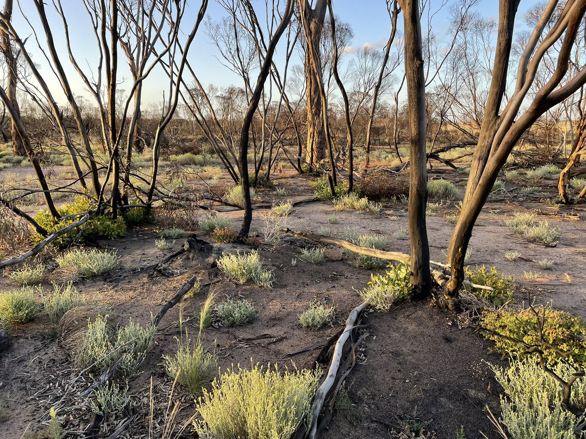 Mallee recovery post fire.
#corriginfires