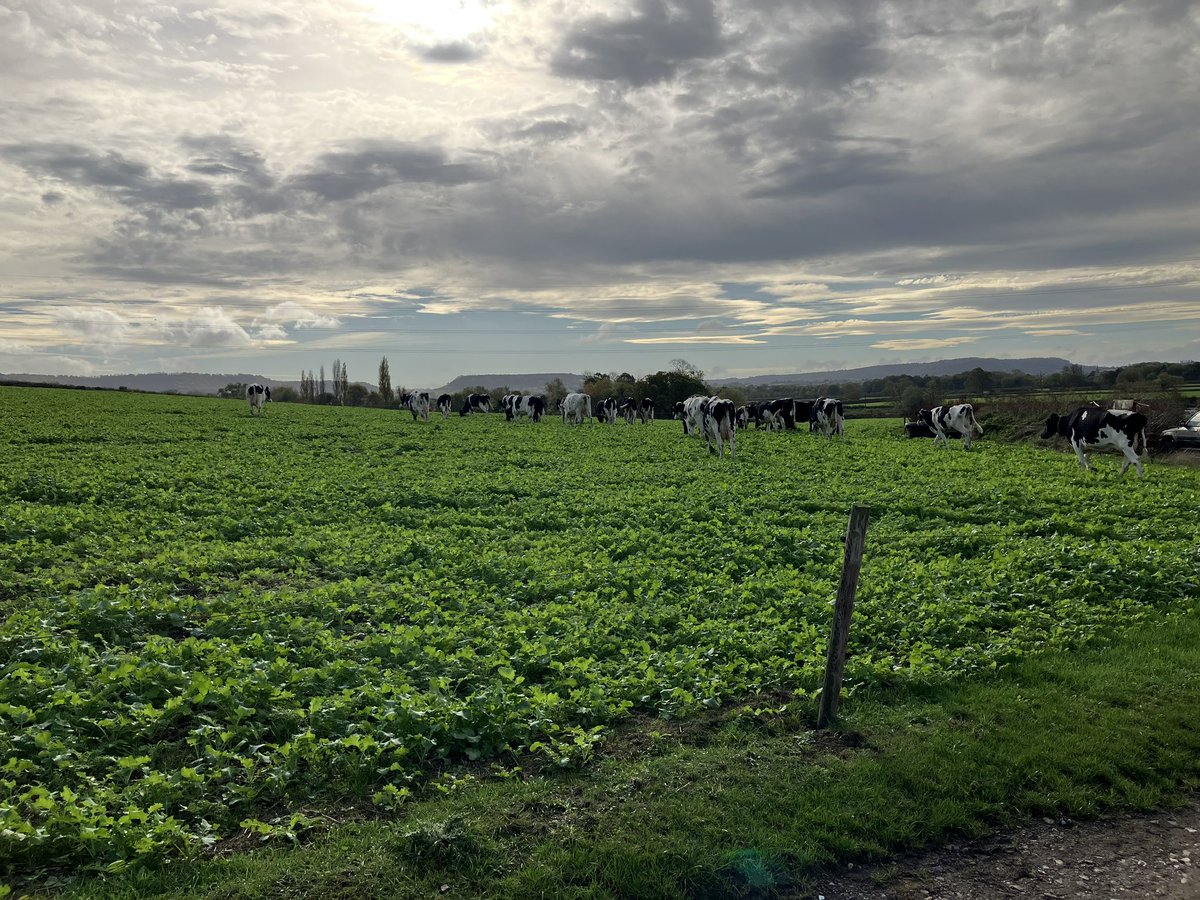 Middlehall farm tweet media