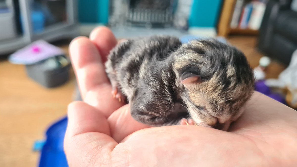 Yorkscatrescue's tweet photo. This is little Gus, who has come to stay with us and one of our amazing fosterers to be hand reared. He's very tiny, and at the moment we are just crossing our fingers that he keeps going. Please keep him in your thoughts and prayers. ❤️🙏
#handrear #kittensoftwitter https://t.co/93bMFIoQ1h