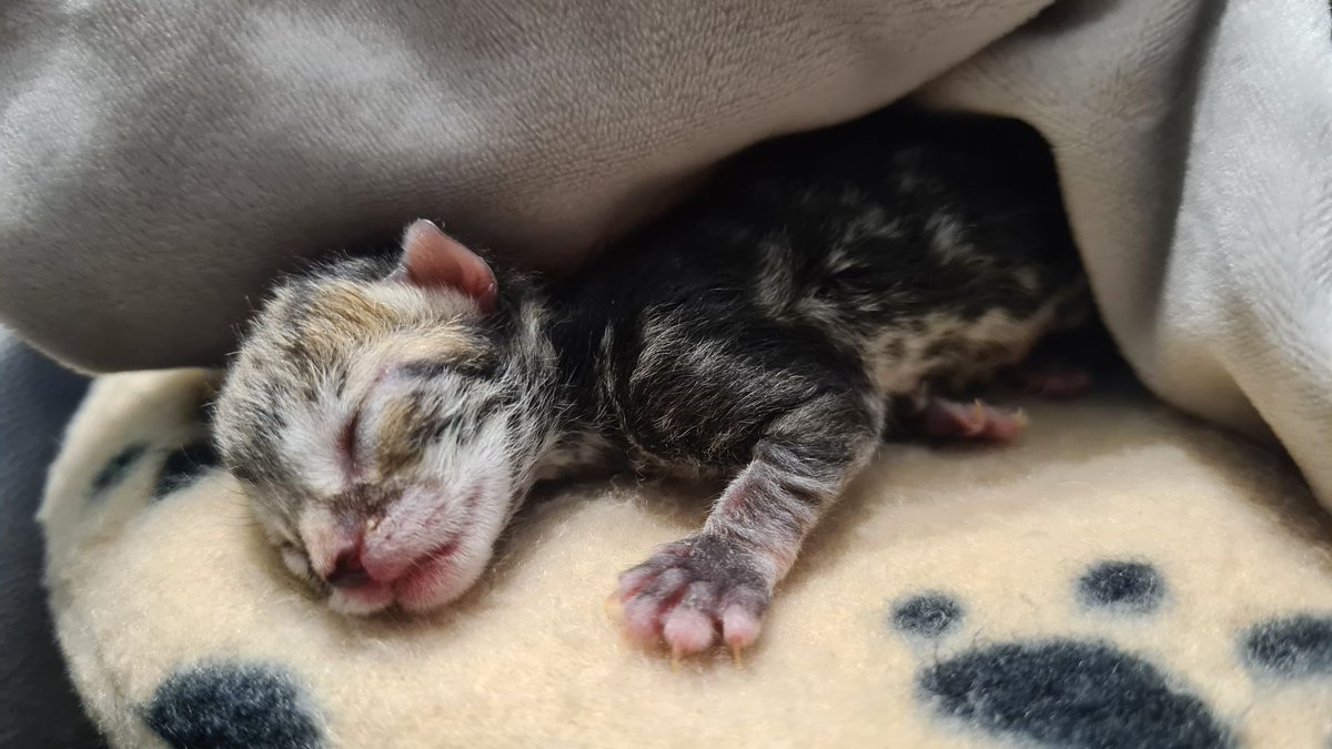 Yorkscatrescue's tweet photo. This is little Gus, who has come to stay with us and one of our amazing fosterers to be hand reared. He's very tiny, and at the moment we are just crossing our fingers that he keeps going. Please keep him in your thoughts and prayers. ❤️🙏
#handrear #kittensoftwitter https://t.co/93bMFIoQ1h