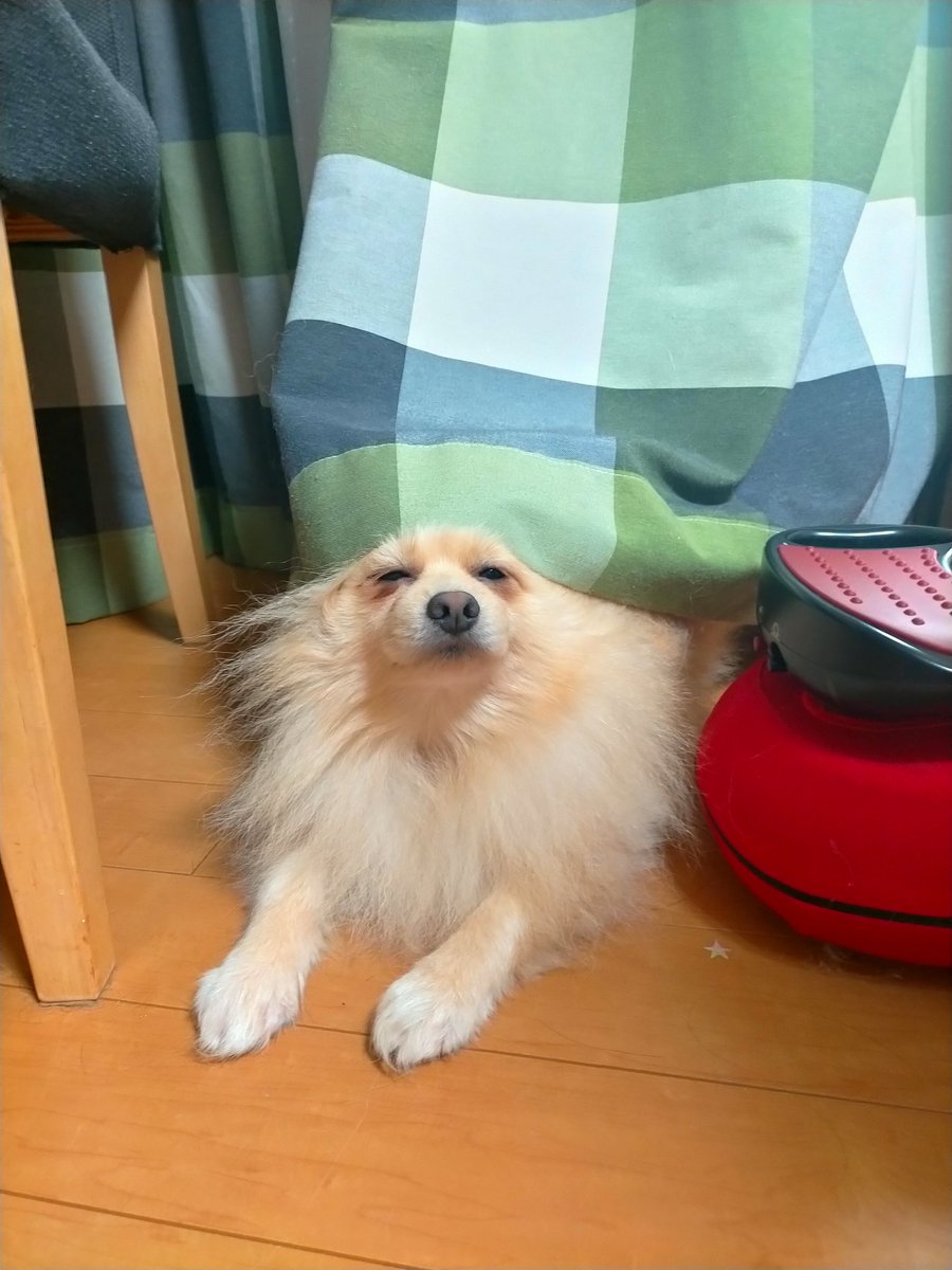 まる日記 ★ポメラニアン★ (@2w59ajmtp) on Twitter photo 