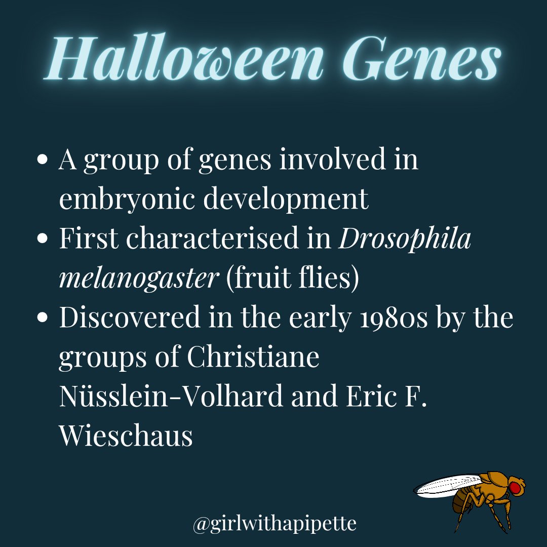 kelli_gallacher's tweet photo. If you hadn't already realised, the origins of amusing #genenames is one of my favourite things to talk about. Did you know that there is a group of genes called the #Halloween genes, initially discovered in #DrosophilaMelanogaster? 🪰🎃 https://t.co/PDqPpo54q3 https://t.co/3D2T7OukWf