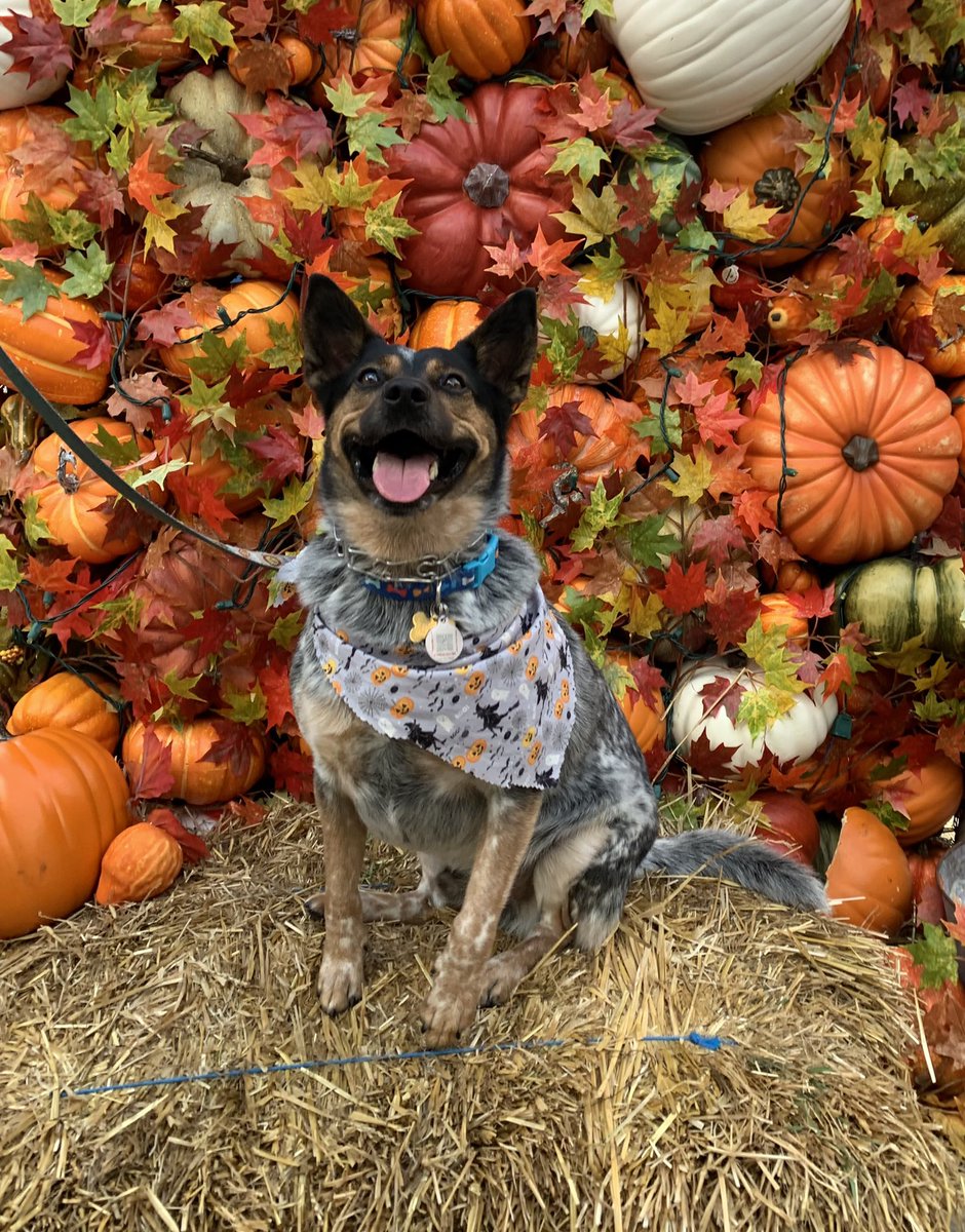 BrianDombrowski's tweet photo. Spooky Apollo says happy Halloween https://t.co/lxCtRTjZp1