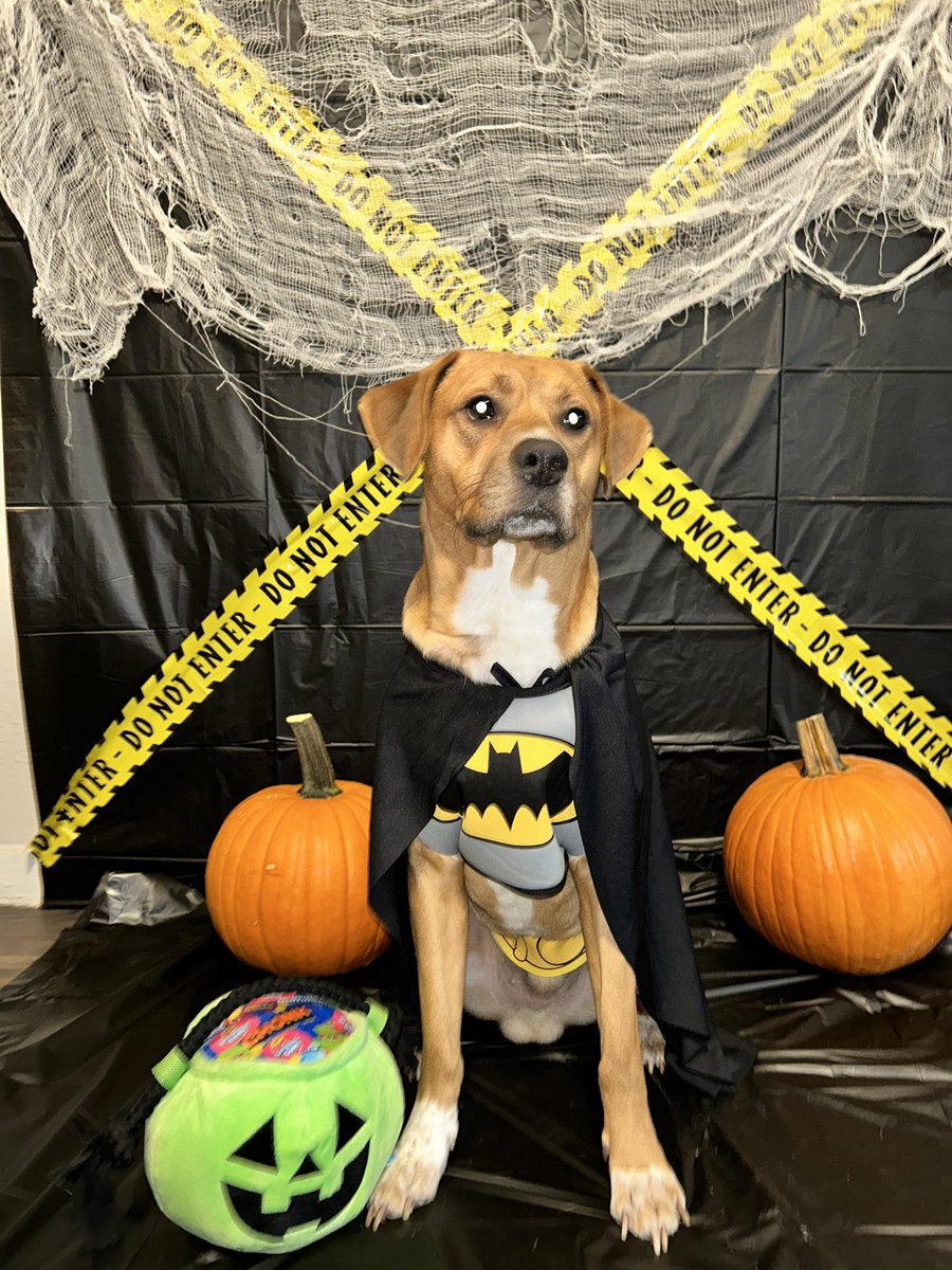 BrittDances12's tweet photo. Happy Halloween 🎃 👻❤️@jmluna1997 https://t.co/K7BAaR8SpX