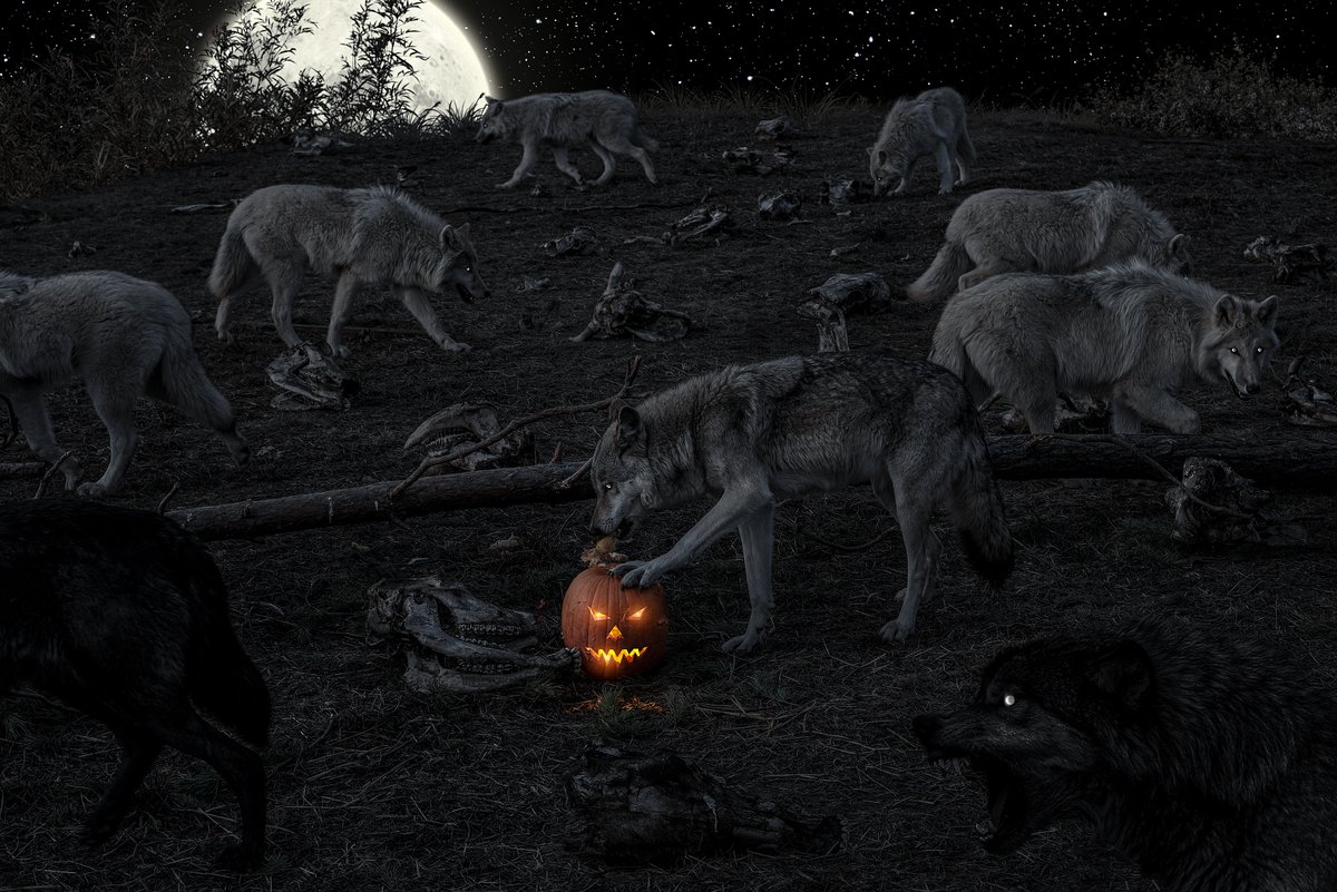 gmph_ru's tweet photo. Happy Halloween!

Pumpkins somehow magically escaped from the local cemetery and eventually ended up in different wilderness, where they were found by animals that eventually turned into prominent representatives of the afterlife kingdom. #animalrights #halloween #bear #wolf #NFT https://t.co/6p70wWnTrJ