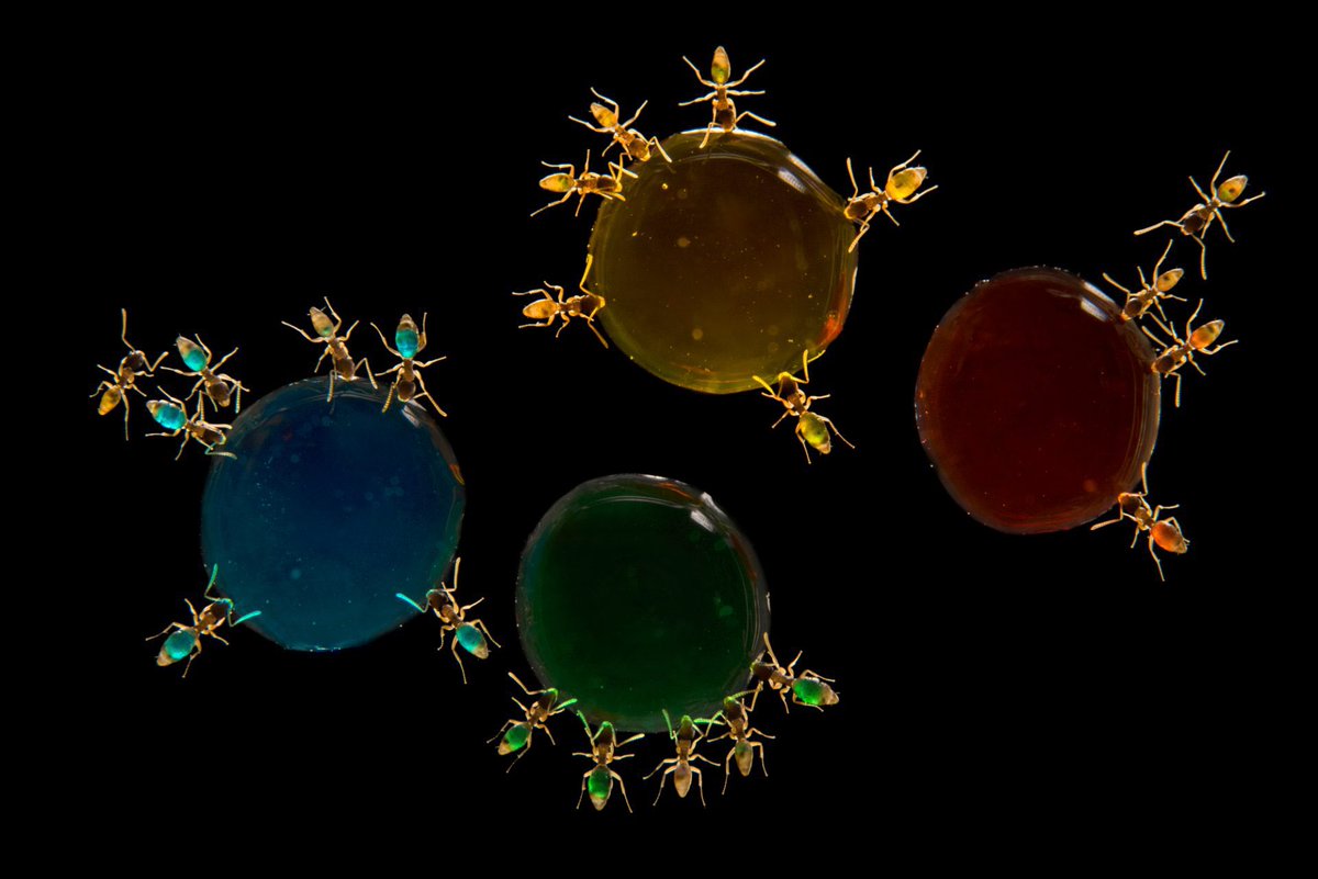 It doesn’t take long for these ghost ants to put on their Halloween costumes! Minutes after ingesting a mixture of sugar, water, and food coloring, these characteristically pale ants transform into bright beacons of color, thanks to their translucent bodies.