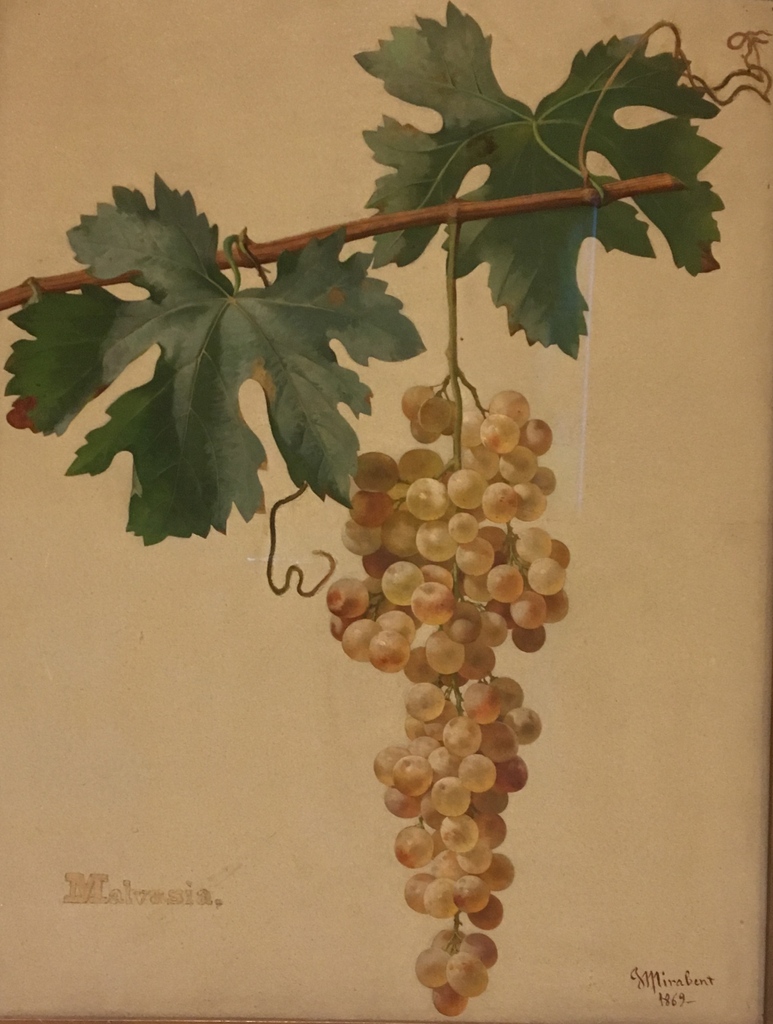 The beautiful &amp; ancient Malvasia de Sitges painted in the 1870s. A once ubiquitous grape which nearly went extinct &amp; is now being replanted everywhere.

#Laltrevi #catalanwine #wineimporter #natural #organic #lowintervention #wildwine #veganwine  #vinseum #malvasiadesitges #