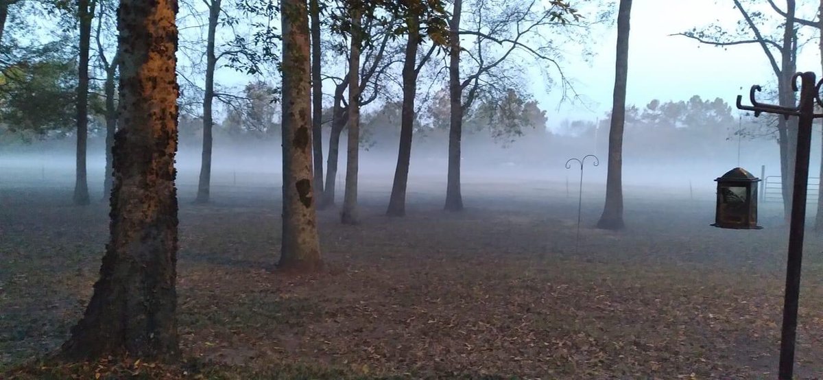 AshleyReneeWx's tweet image. What a spooktacular way to start off Halloween morning 🎃👻. I love fog ❤️. It’s beautiful and eerie at the same time. #viewerphoto #WaysideMS #WashingtonCountyMS #mswx #mississippidelta @The_Delta_News @NWSJacksonMS