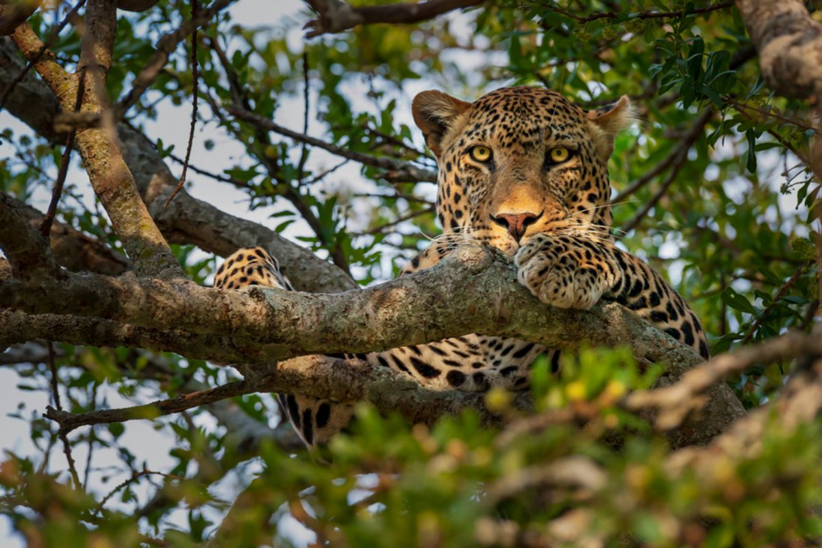 Did you know that #Zambia is famed for offering high-quality sightings of #Africa's most notoriously secretive cat, the #leopard. #Zambesia #WeShareAfrica #SportforConservation #Leopard #PantheraPardus #wildlifewonservation #Africa #Safari #Conservation