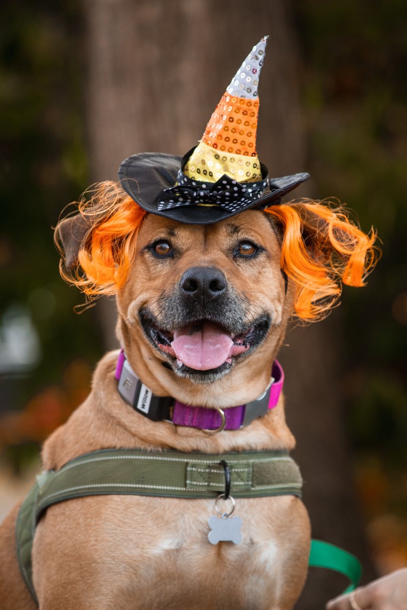 Tweet by Virginia-Maryland College of Veterinary Medicine