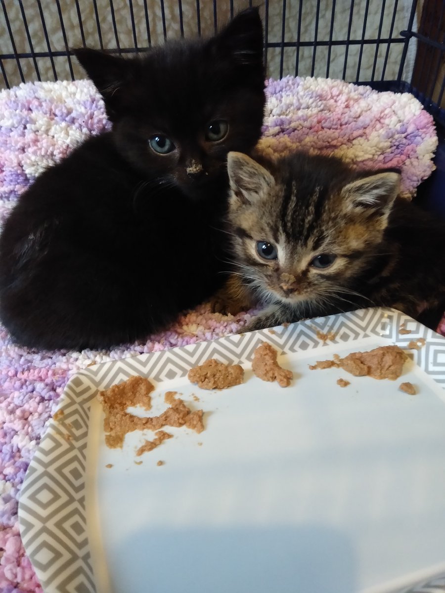 We have run out of kitten food at the centre and we still have multiple litters out in foster who need plenty of food so they can grow big and strong. If anyone is able to please could you donate some wet kitten food to us?  We would be so grateful.

amazon.co.uk/hz/wishlist/ls…