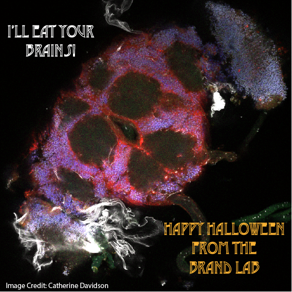 👻 Happy Halloween from the Brand Lab! 🎃

Our spooky adult fly brain was imaged by our spook-tacular lab manager Catherine Davidson

#Halloween2022
