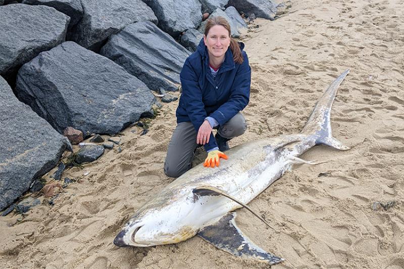 NOAAFish_NEFSC (@noaafish_nefsc) on Twitter photo Check out the latest <a href="/GillsClub/">Gills Club</a> podcast featuring fish biologist Michelle Passerotti (<a href="/shellspc/">Michelle Passerotti</a>) and her work with our Apex Predators Program: apple.co/3U9CgJ7. About Michelle: bit.ly/3STklFH. About the Gills Club: bit.ly/3Fx1ltI. Check out the latest <a href="/GillsClub/">Gills Club</a> podcast featuring fish biologist Michelle Passerotti (<a href="/shellspc/">Michelle Passerotti</a>) and her work with our Apex Predators Program: apple.co/3U9CgJ7. About Michelle: bit.ly/3STklFH. About the Gills Club: bit.ly/3Fx1ltI.