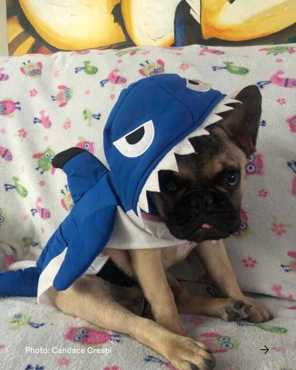Happy Halloween! This year, we’re celebrating with a costume contest of our own – who’s the best shark of them all? (place your vote in the comments!) With just two weeks until @CITES, tell world leaders that requiem sharks need protection now: on.only.one/cites-tw