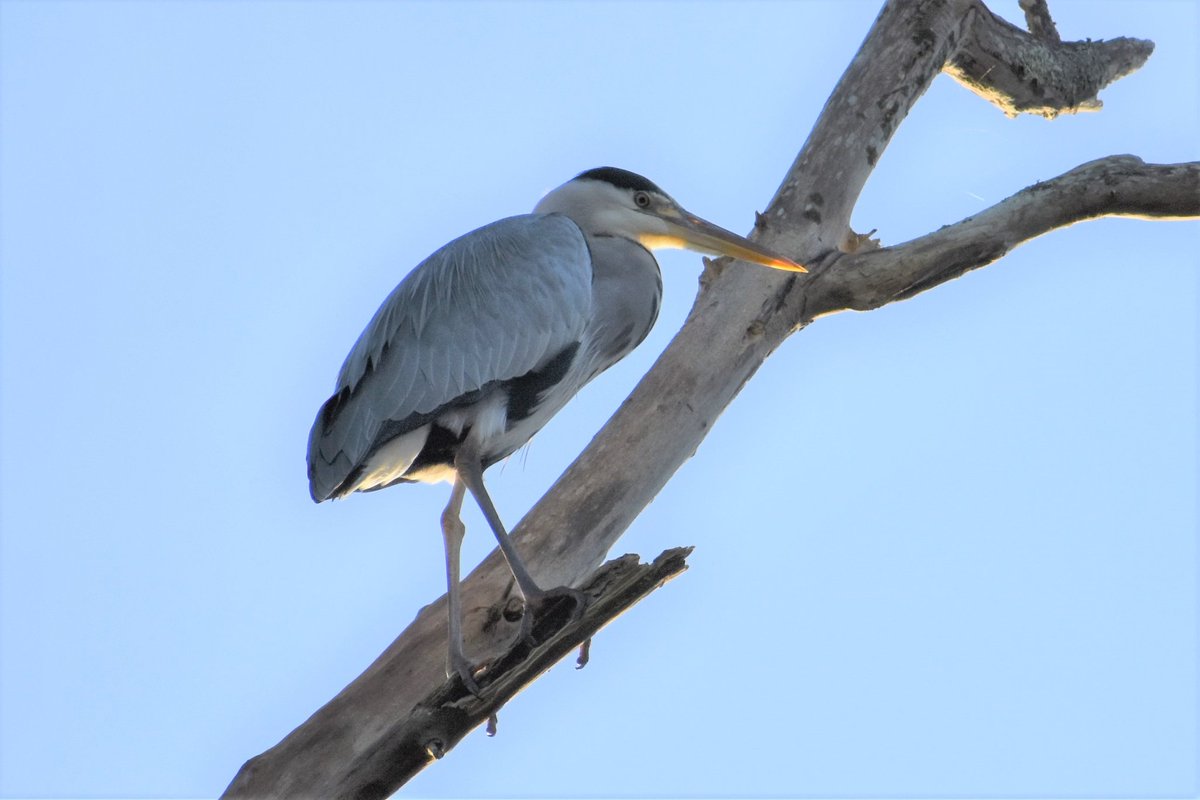 An early morning walk at #BalcombeLake  I was so lucky this #Kingfisher perched close enough for me to take my first ever photos of this beautiful bird! Also captured crested grebe and Grey Heron. Several cormorants on the lake too.
<a href="/NaturesVoice/">naturesvoice</a> <a href="/SussexWildlife/">Sussex Wildlife Trust 🦔</a> 
#365DaysWild