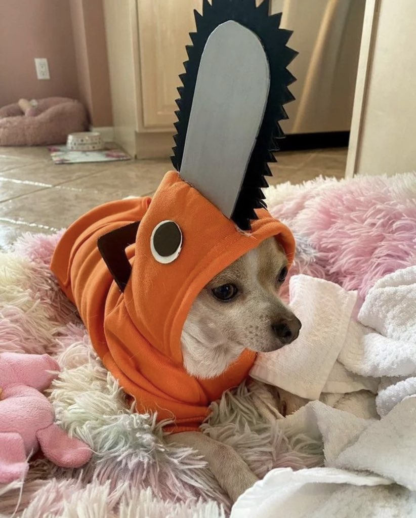 nocontextsdogs's tweet photo. Happy Halloween 🎃 https://t.co/ewbYoYztCo