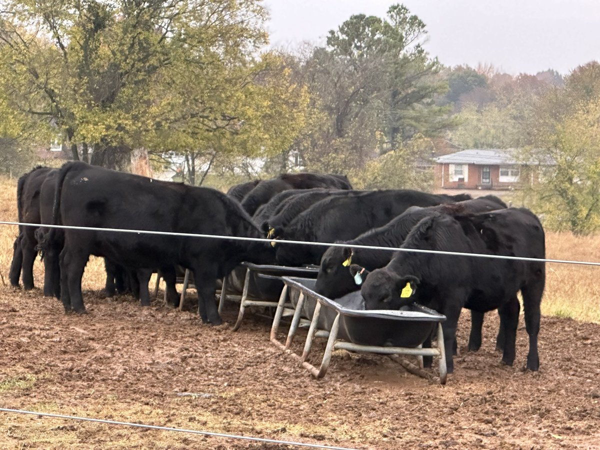 Best start to the morning ever! Catching the Magic School Bus arriving at the APSU Farm and Environmental Education Center with Miss Frizzle (@BatmanateePhD ), leading her students on a fun adventure in mammalogy!