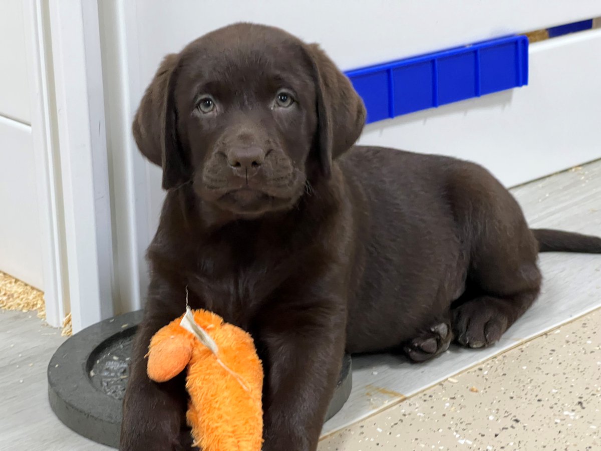 EMLabradors's tweet photo. Sweetest girls! 10 weeks old this week!
https://t.co/aqU6Bnp3Ox https://t.co/9VdAKnDNNN