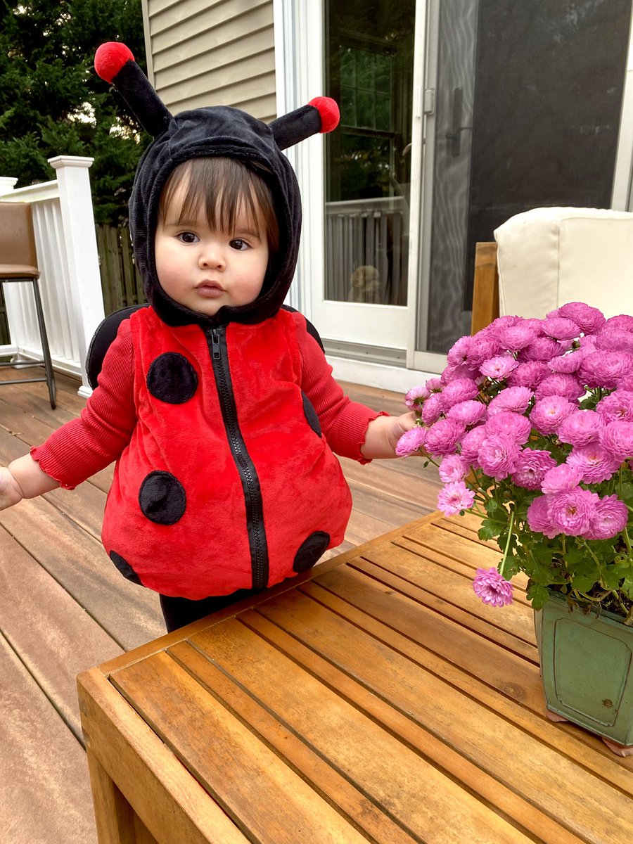 dcsegarra's tweet photo. Right when I was going to post a cute ladybug.  #instagramdown https://t.co/Cu8L18aAZe
