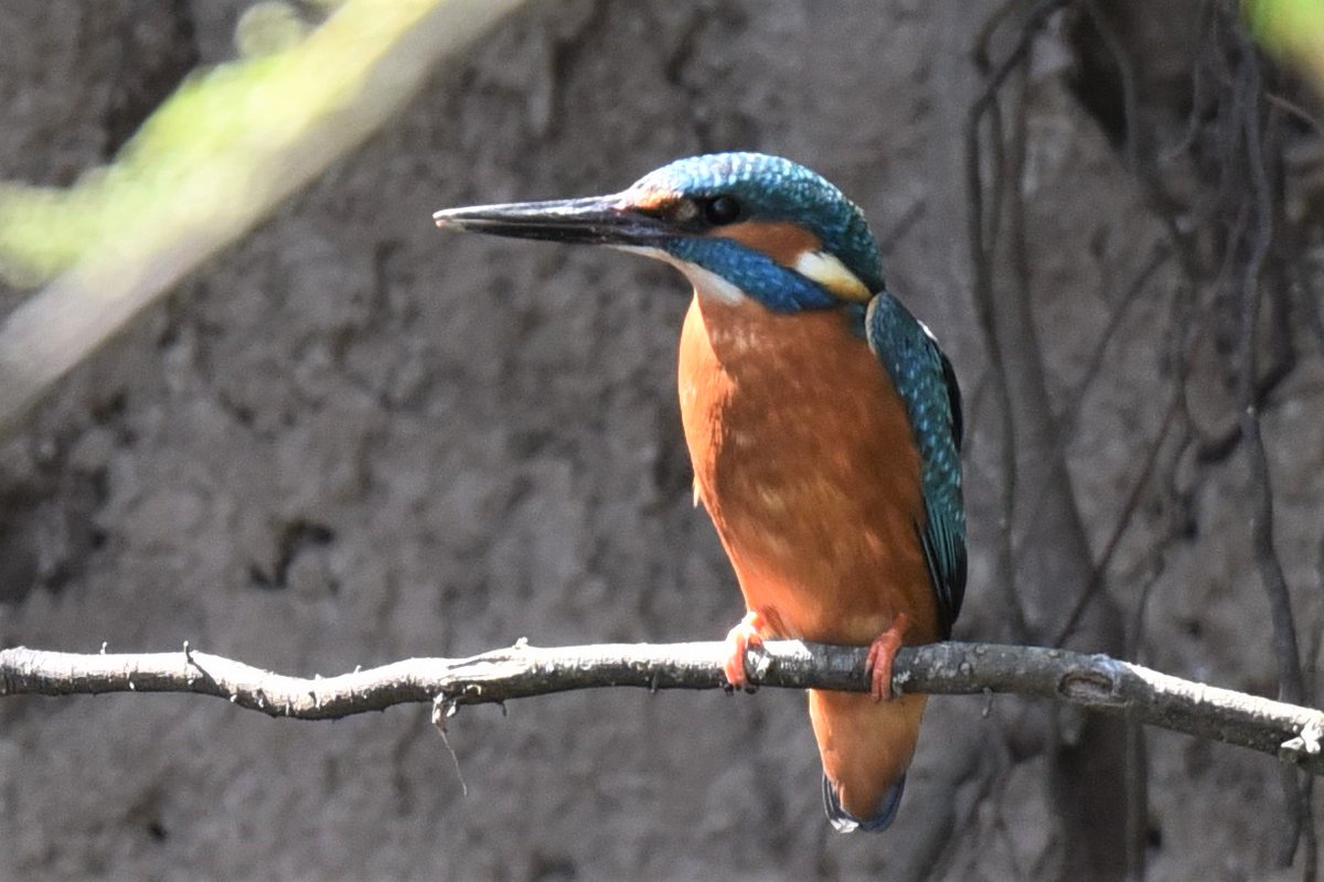 BirdingProf - professor @uni_tue biology (@christophrandl1) on Twitter photo Teste dein Vogelwissen - Quiz. Wir suchen Teilnehmende für eine Umfrage, c. 15-25 min, 50 Vogelarten und ein paar demographische / Kontrollvariablen; please retweet
soscisurvey.de/speciesknowled… Teste dein Vogelwissen - Quiz. Wir suchen Teilnehmende für eine Umfrage, c. 15-25 min, 50 Vogelarten und ein paar demographische / Kontrollvariablen; please retweet
soscisurvey.de/speciesknowled…