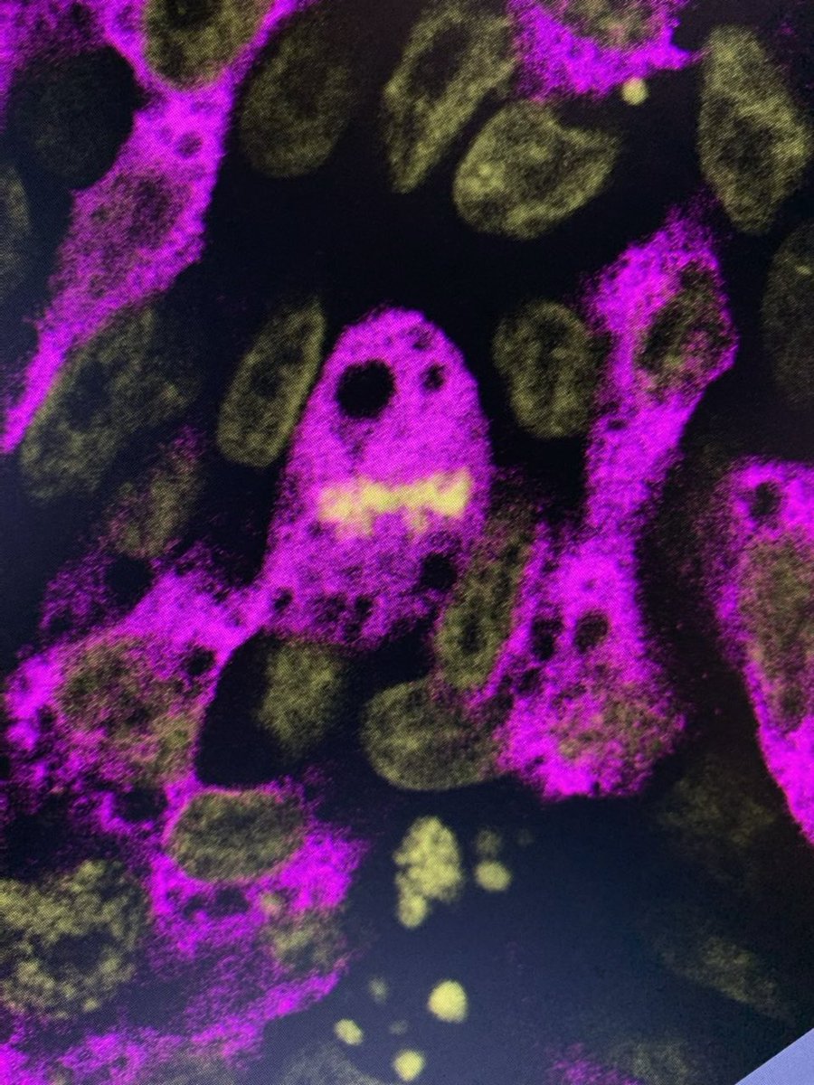 Happy Halloween 👻🎃 from the Simoes-Costa lab. projects.iq.harvard.edu/simoescosta