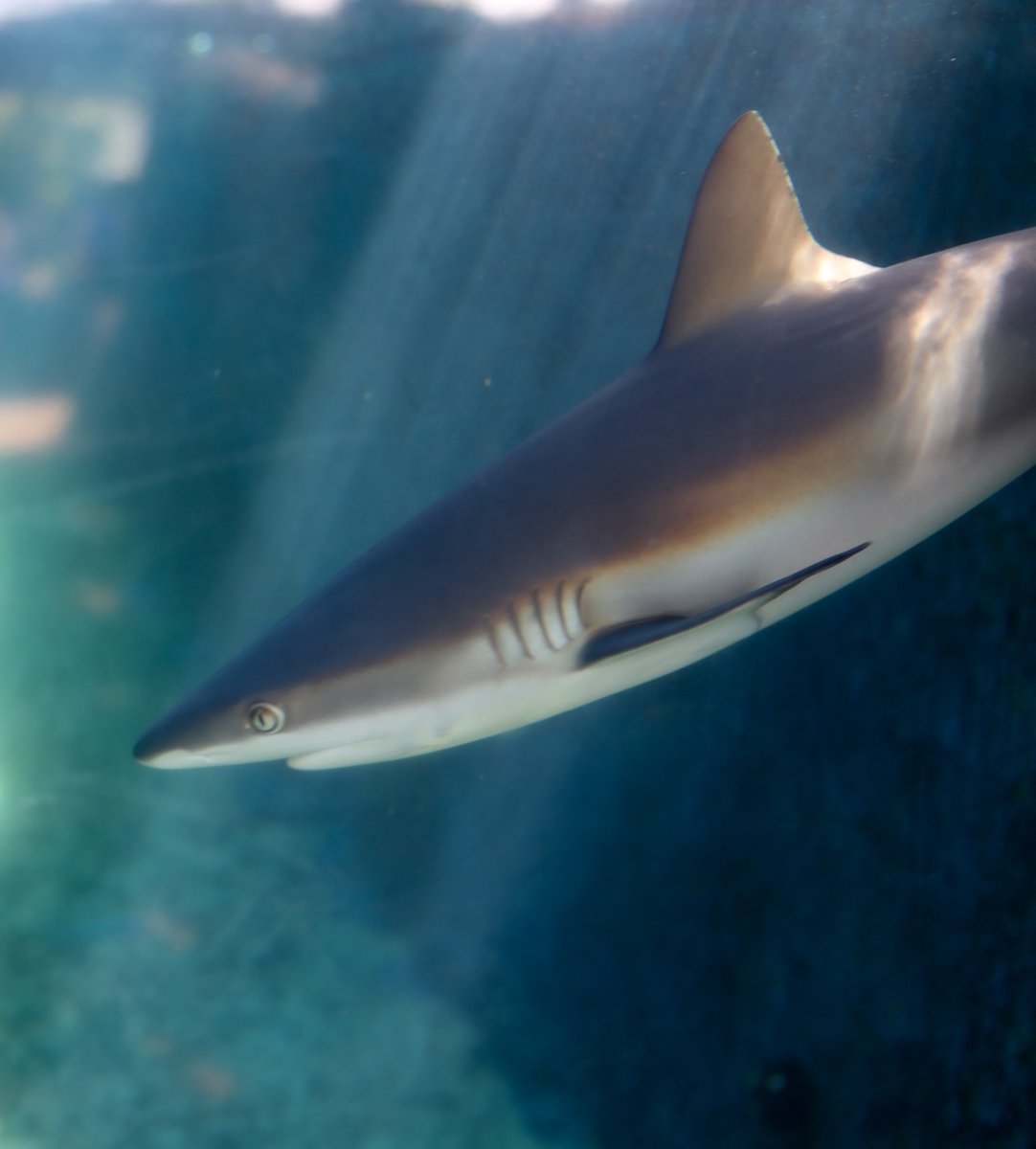 MauiOceanCenter's tweet photo. It might be #Halloween, but it's also #ManōMonday! So how about a pun to combine the two?
-
Did you hear about the shark ghost? 👻 
-
It vanished into fin air! 🦈 
-
#LiveOceanAloha #MarineConservation #ImmerseYourself #GoGreenForBlue #MauiOceanCenter #HappyHalloween https://t.co/IoG4pnTt8b