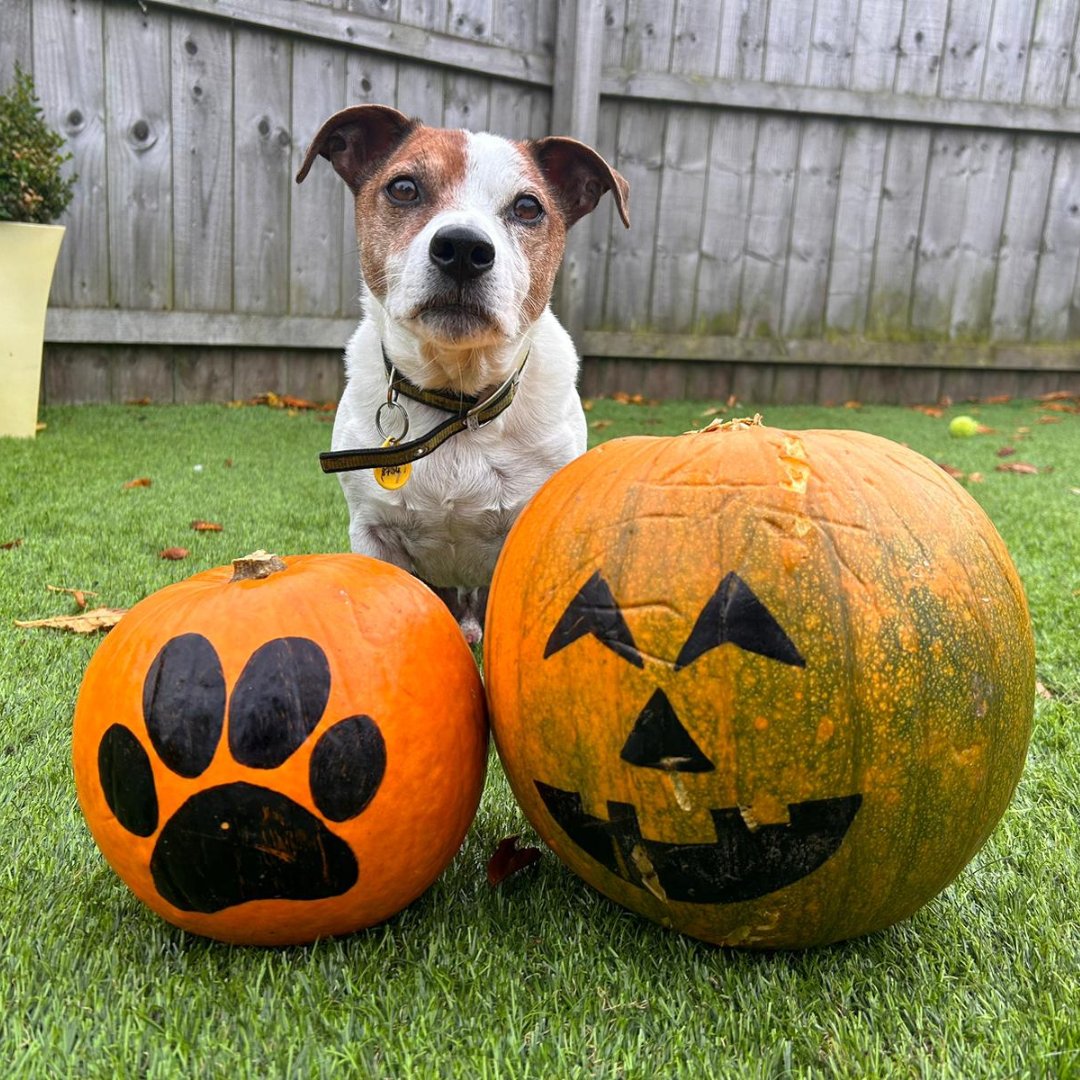 DT_WestCalder's tweet photo. What a treat! Handsome Alfie's getting in the Halloween spirit at our pup-king patch! 🎃

Alfie loves his autumn walks where he can scamper through the leaves 🐾🍂

Find out more about Alfie 👉 https://t.co/UnRX4qGifQ

@dogstrust #HappyHalloween https://t.co/YOceySxgEd
