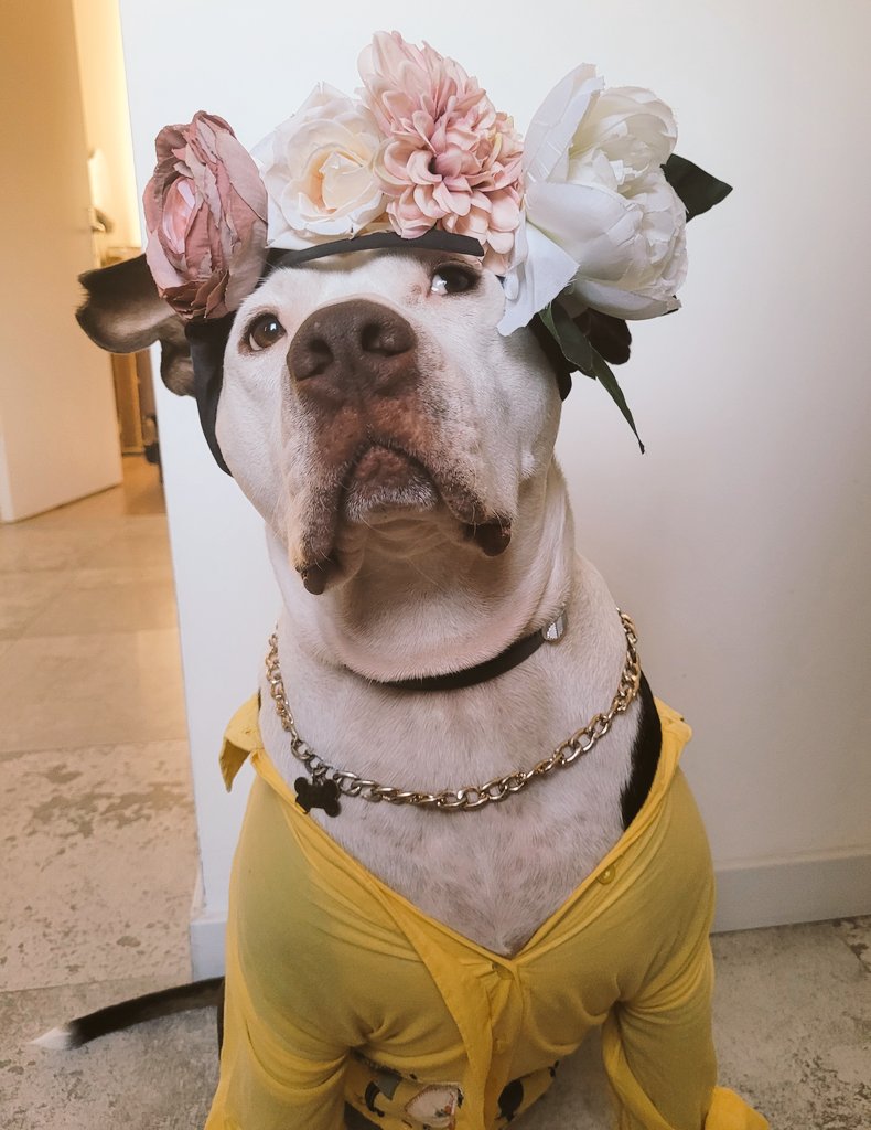 melothepit's tweet photo. Ismin  ne dedi soyleyiverdim Frida , Frida... https://t.co/fa8d6vS4LR