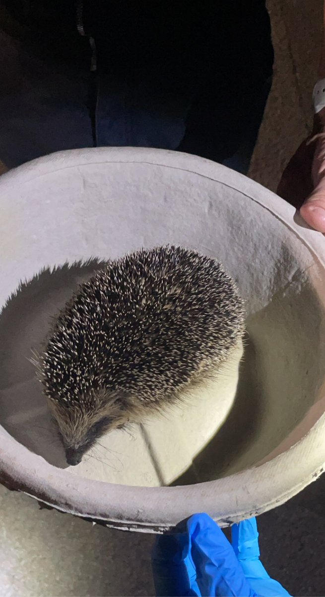 SJACGower's tweet photo. We don’t just look after people. We found this little one hiding underneath our vehicle while getting ready for an event. After a quick look around, we found a group of hedgehogs nearby and reunited this one who was happy to see it’s friends. #SomethingDifferentEveryDay https://t.co/Dn9bMINdPy