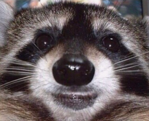 KemurieSports's tweet photo. Sumamos otra victoria en la hextech series tras no poder presentarse nuestro rival. Tened buen lunes y recordad #FeedTheTanuki 🦝 https://t.co/3pZSqhhVPS