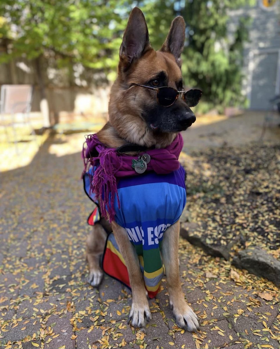 Feminist Flag Corps tweet media