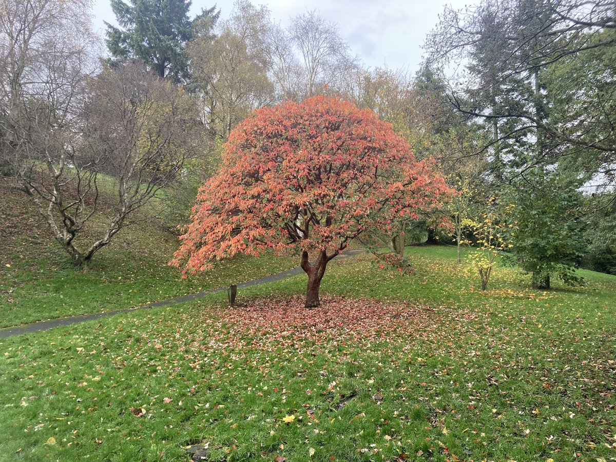 One for your mum @MCAsupporttool 😊🍁 #GlasgowBotanicalGardens