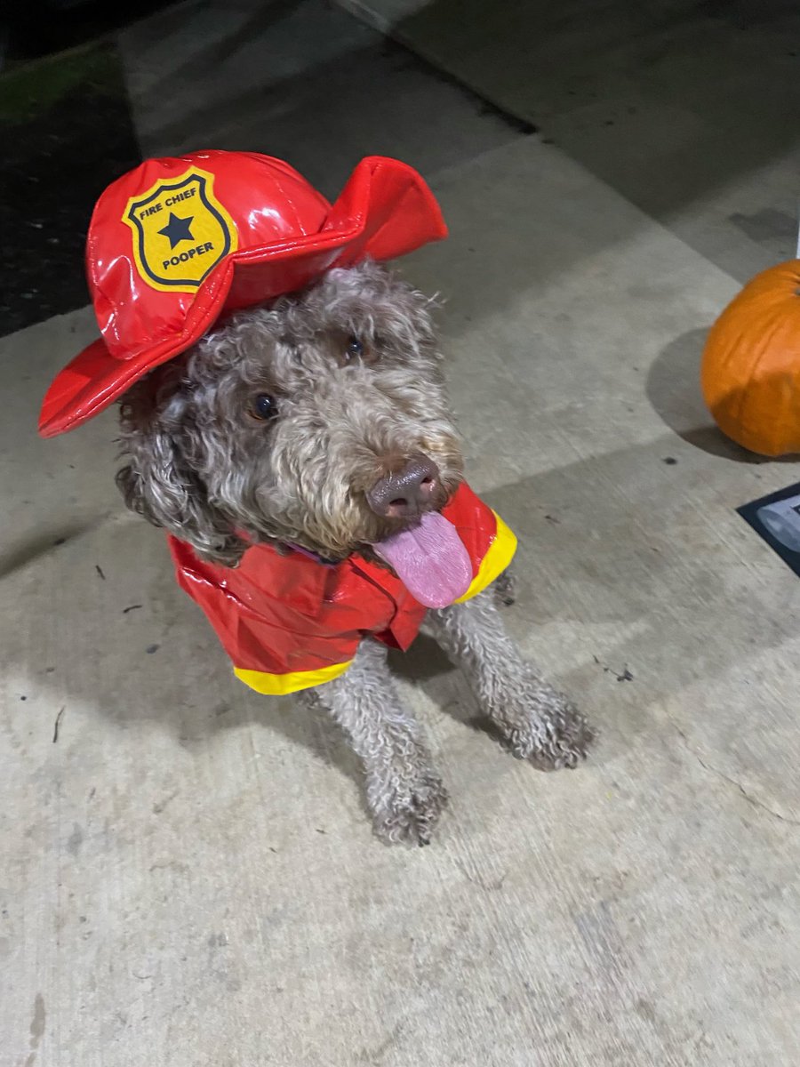 #HappyHalloween from my Baby Luna  👻 🎃