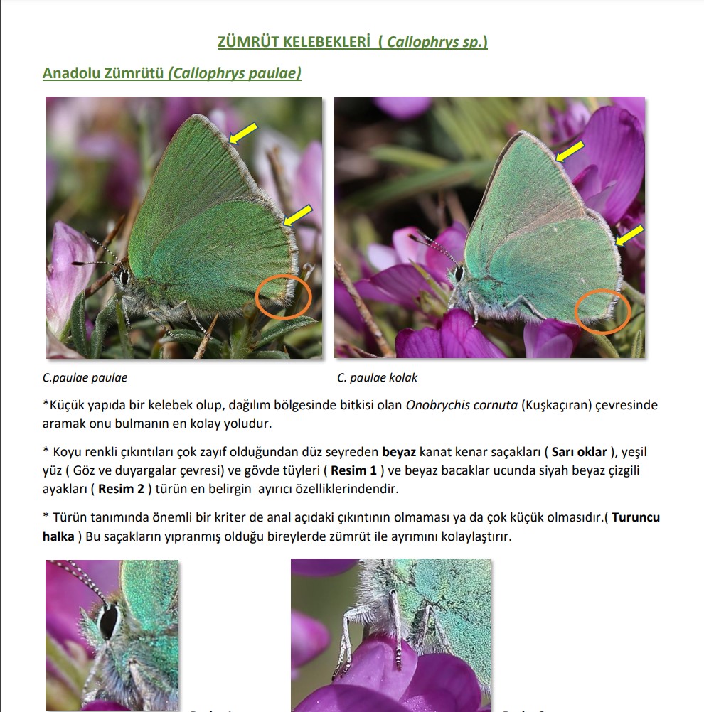 Zümrüt kelebekleri tanı kartı yayında;

trakel.org/pdf/131206.pdf