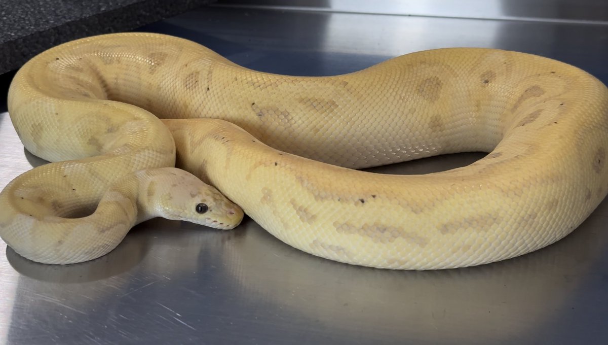 local_reptiles's tweet image. #strangerballpython
New video coming real...real soon 🔜 📽️ 🎁 🐍 😁
Shoutout to Herbert from HB Reptiles!