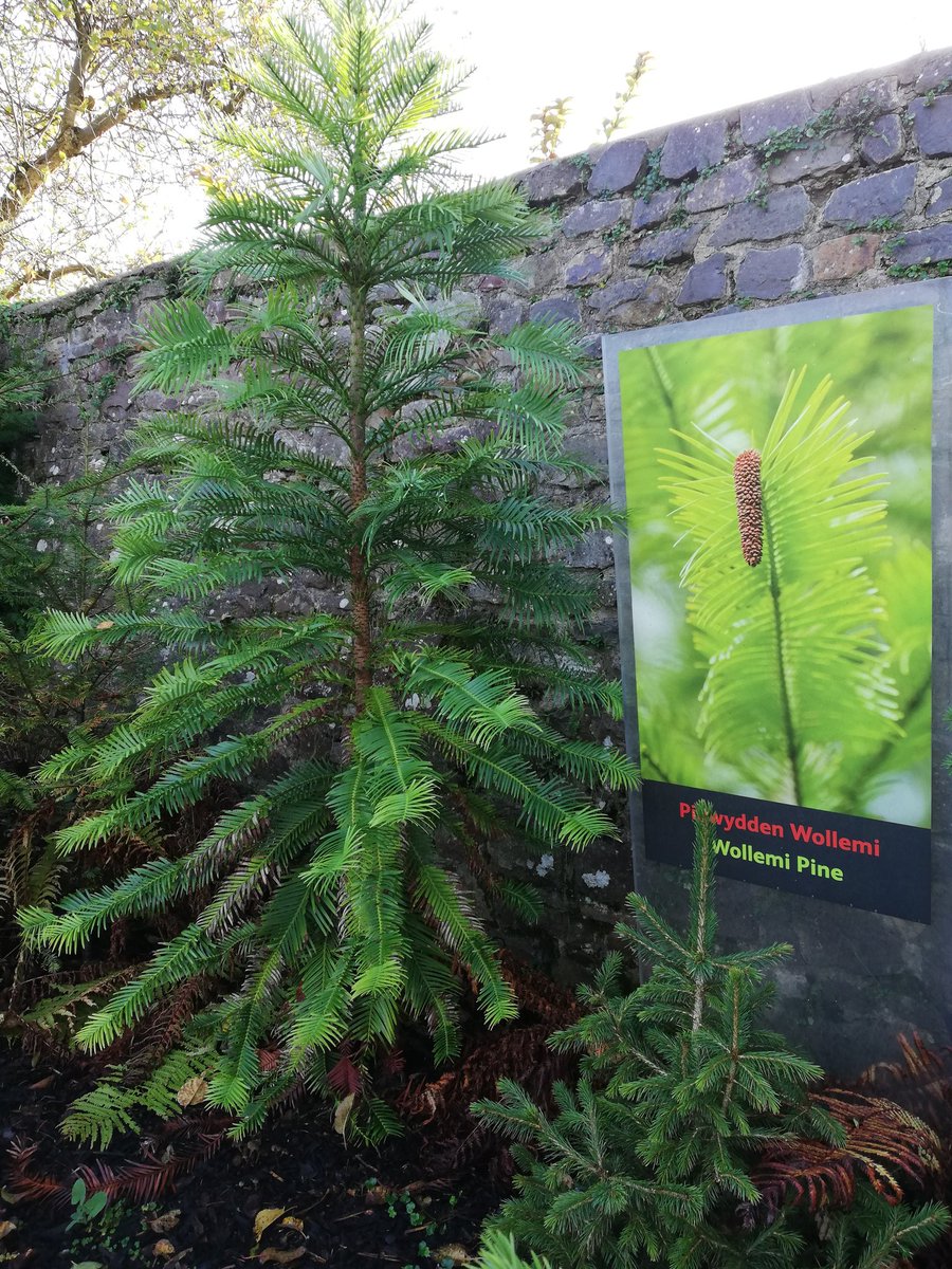 I don't know what it is about the #wollemipine, but I absolutely adore it 😍 such a stunning #tree