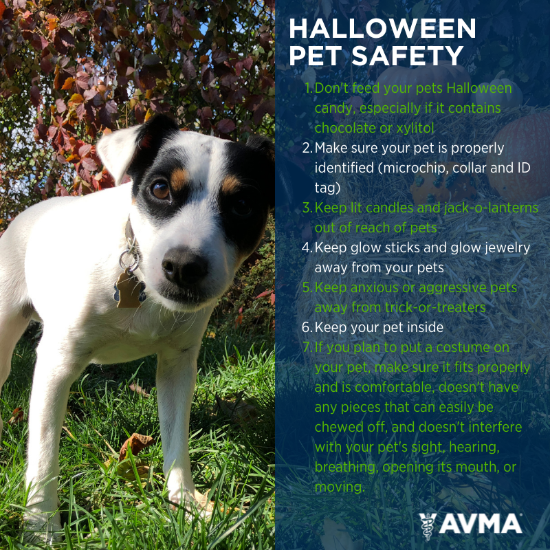 Tweet by AVMA (American Veterinary Medical Association)