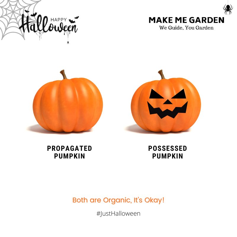 makemegarden's tweet photo. Tricks and Treats is all about #Halloween! 🧙‍♂️ 

Keep the Joy of Halloween and Your Higher Tonight! 💜

Also Keep Carving the Pumpkins till all of them are Possessed! 👀

#Halloween2022 https://t.co/MljZtmsyjR