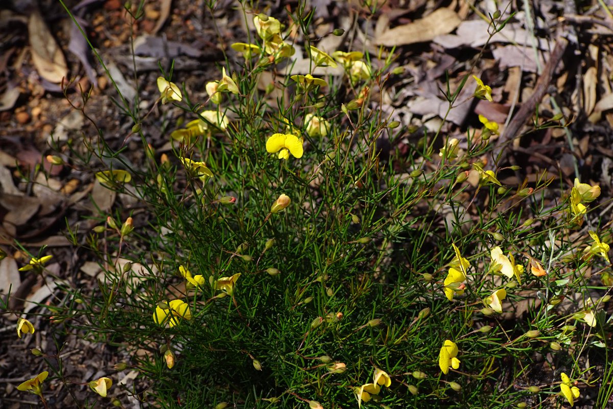 #Gompholobium polymorphum #Fabaceae in full bloom! This species can be quite variable hence the name, her is the yellow flower form, but also can be orange