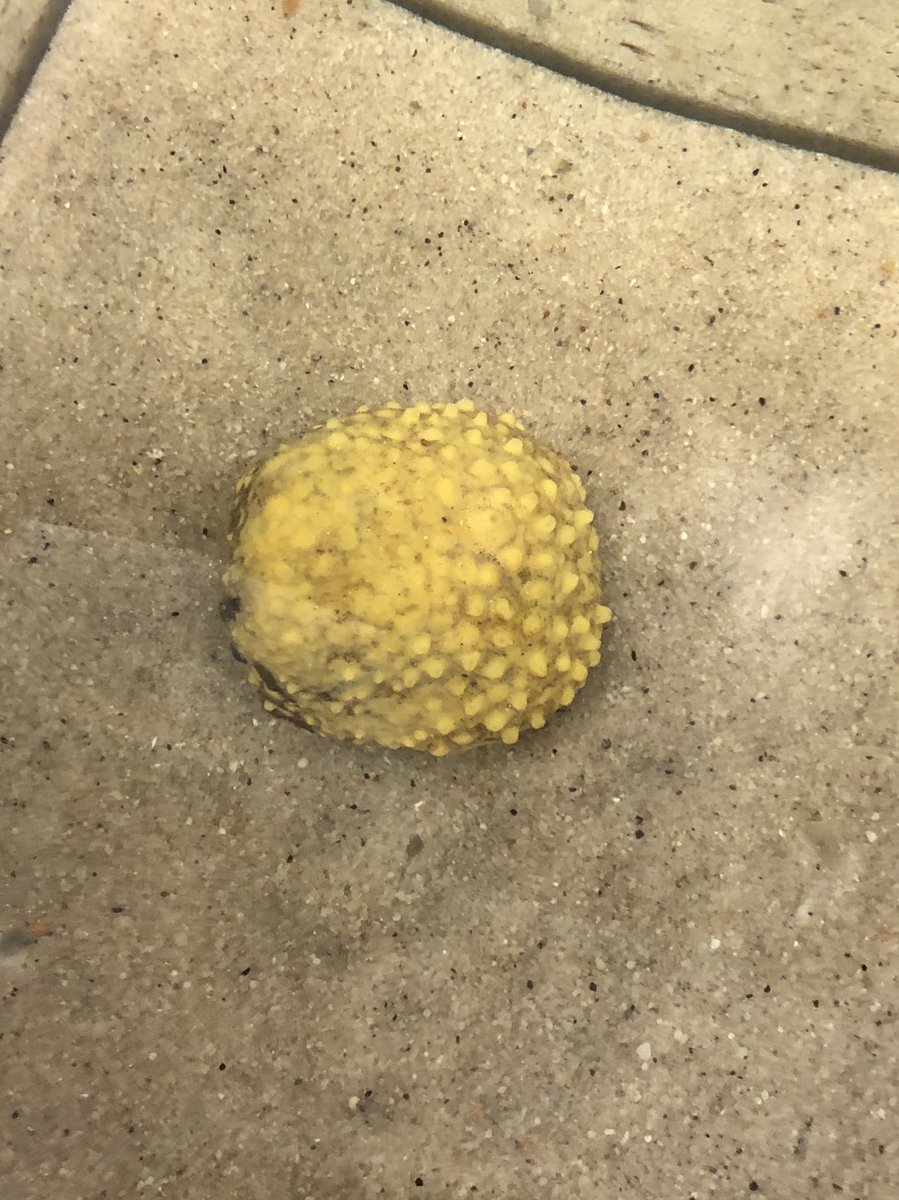 Alice Jenks tweet media