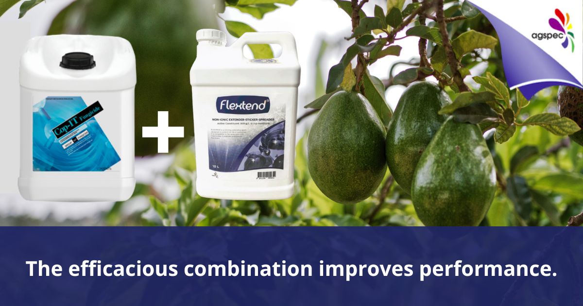 AgspecAus's tweet photo. 🥑 Protect #avocados from disease in wet conditions. Cop-IT® #fungicide’s small particle size provides excellent leaf coverage & prevents wash-off. Add #rainfast #Flextend® adjuvant for distribution, longevity & enhanced protection.
#Agspec
Learn more 👉 https://t.co/7i0TaJJw2i https://t.co/xNmfIemnis
