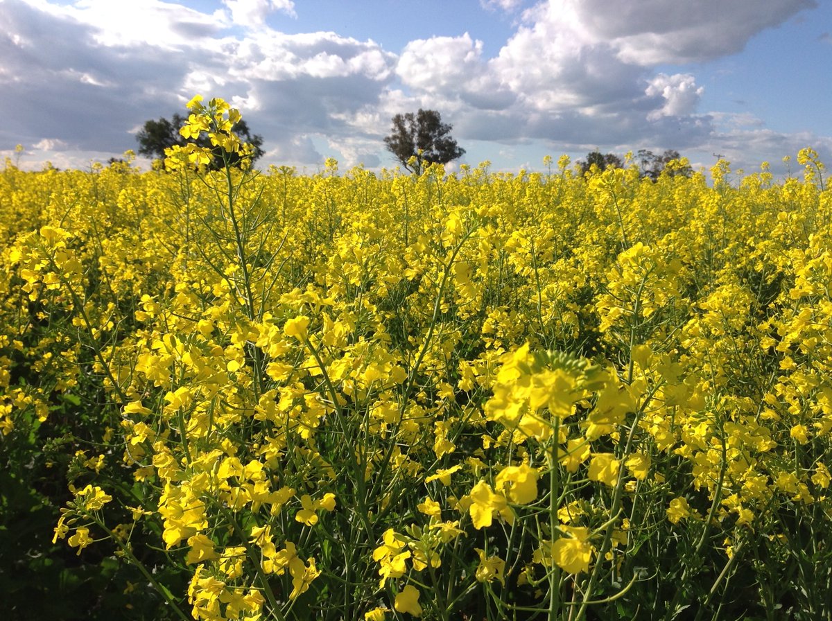 TOMORROW, Wednesday: @theGRDC Webinar @ 9am @nswdpi's Col McMaster talks about: 'Issues for farmer retained canola seed' ...important stuff in this very wet year 🌧️ @GRDCNorth @GRDCSouth @Master4Colin #canola #grdcupdates