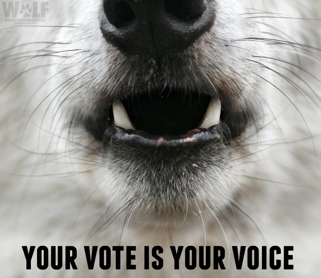 Wolf Conservation Center on Twitter "Election Day is TOMORROW! Have